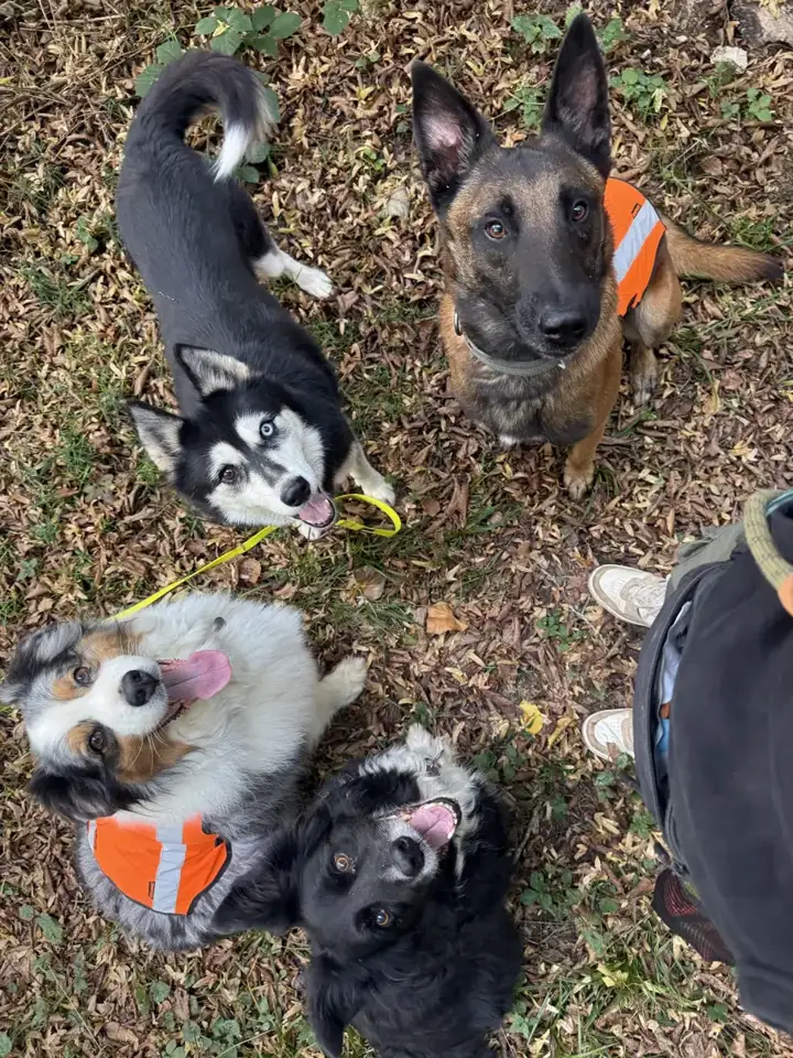 Quatre chiens avec gilets orange pendant une balade