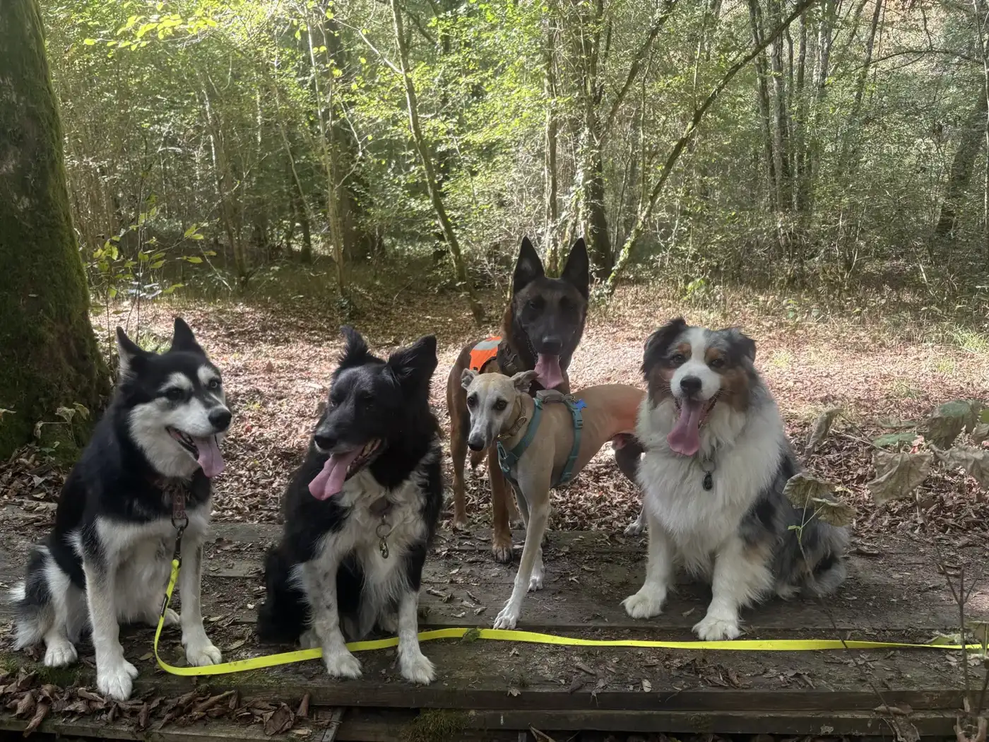 Cinq chiens sur un ponton en forêt