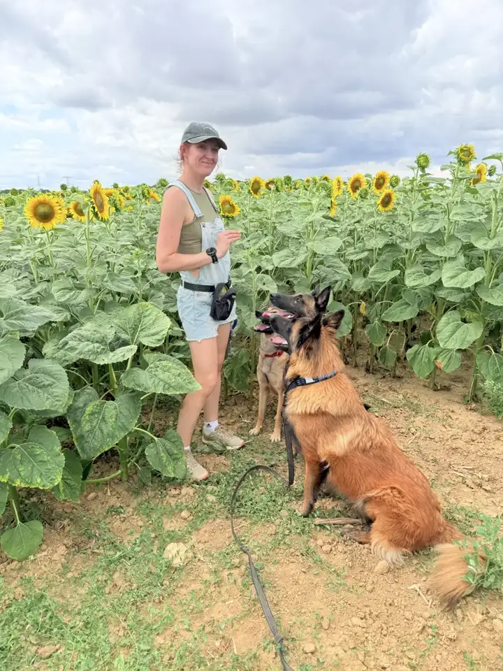 Lidwine avec deux bergers belges dans un champ de tournesols