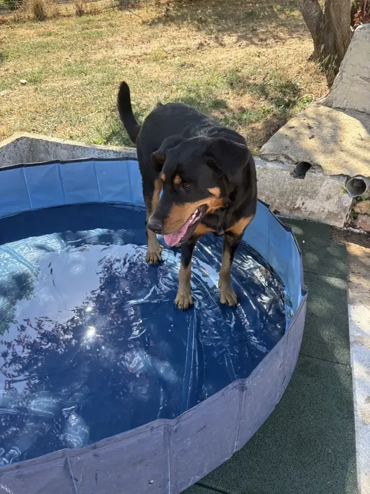 Chien qui se rafraîchit dans la piscine pour chiens